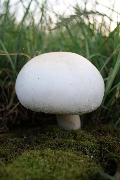 Agaricus arvensis — foto de estudio (proxy same-origin)