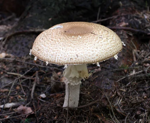 Agaricus augustus — foto de estudio (proxy same-origin)
