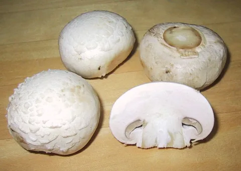 Agaricus bisporus — foto de estudio (proxy same-origin)