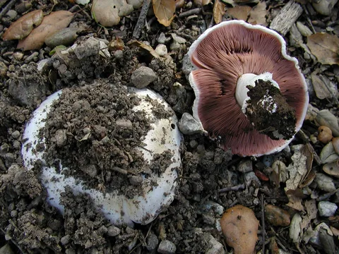 Agaricus bitorquis — foto de estudio (proxy same-origin)