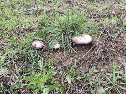 Agaricus campestris — foto de estudio (proxy same-origin)