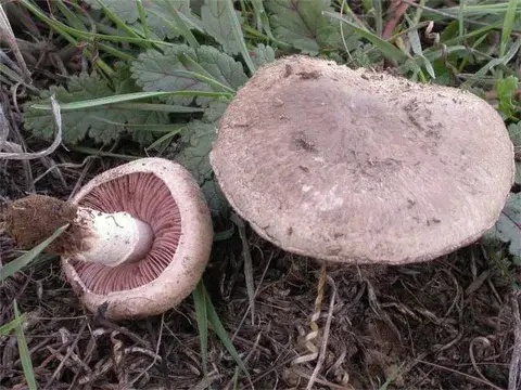 Agaricus cupreobrunneus — ficha de estudio