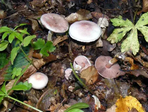Agaricus dulcidulus — ficha de estudio