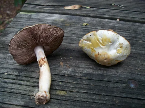 Agaricus essettei — ficha de estudio