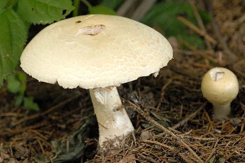 Agaricus excellens — ficha de estudio