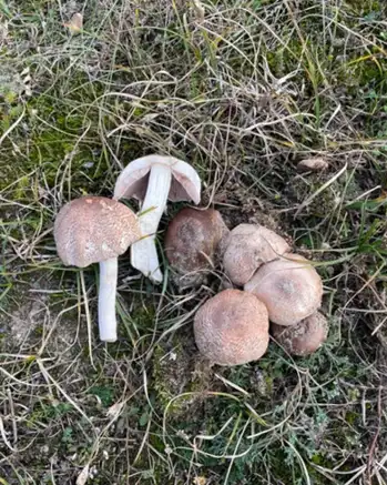 Agaricus freirei — ficha de estudio
