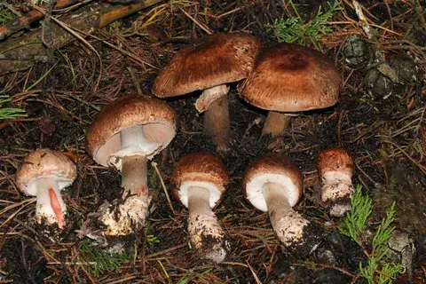 Agaricus fuscofibrillosus — ficha de estudio