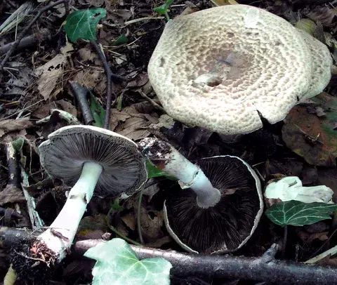Agaricus impudicus — ficha de estudio