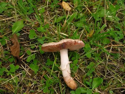 Agaricus langei (Champiñón de Lange) — ficha de estudio