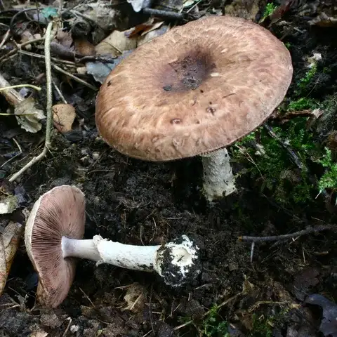 Agaricus lanipes — ficha de estudio