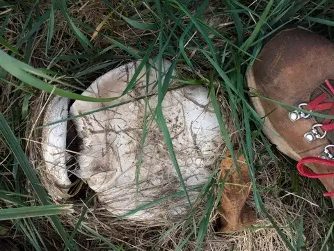 Agaricus maleolens — ficha de estudio