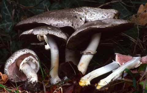 Agaricus moelleri — foto de estudio (proxy same-origin)