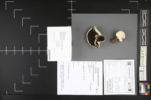 Agaricus pampeanus — ficha de estudio