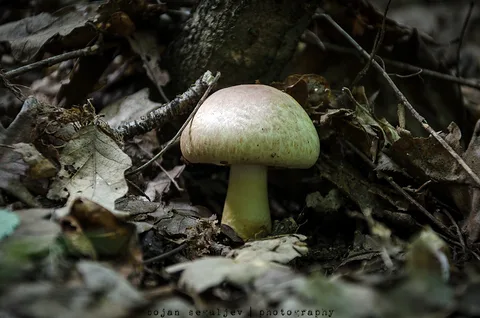 Agaricus porphyrizon — ficha de estudio