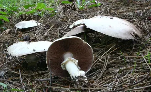 Agaricus silvicola (Champiñón de bosque) — ficha de estudio