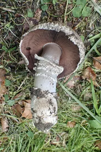 Agaricus subperonatus — ficha de estudio