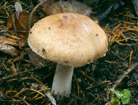 Agaricus sylvaticus (Champiñón de bosque) — ficha de estudio