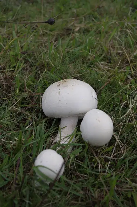 Agaricus urinascens (Champiñón de pradera grande) — ficha de estudio