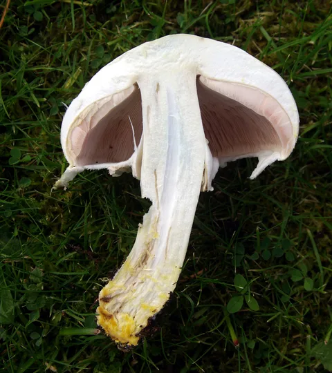 Agaricus xanthoderma — foto de estudio (proxy same-origin)