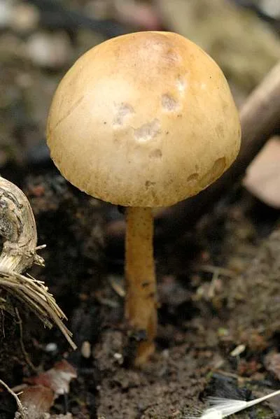 Agrocybe pediades (Agrocybe de prado) — misma familia de estudio. Solo orientación.