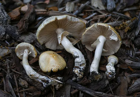 Agrocybe praecox (Agrocybe precoz) — misma familia de estudio. Solo orientación.