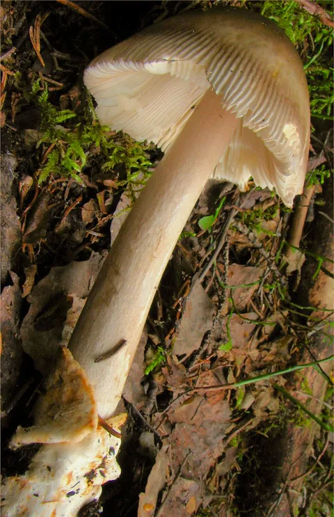 Amanita battarrae — foto de estudio (proxy same-origin)