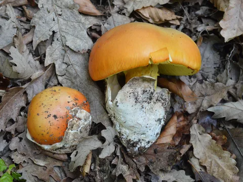 Amanita caesarea — foto de estudio (proxy same-origin)