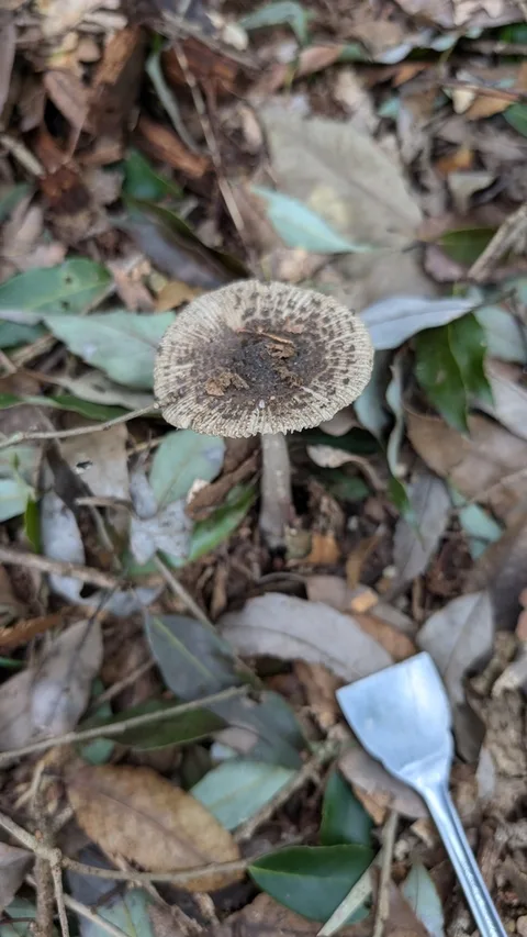 Amanita ceciliae — foto de estudio (proxy same-origin)