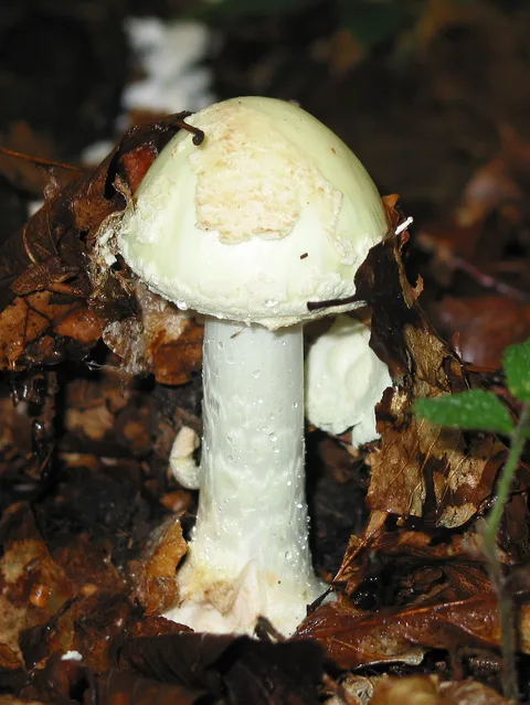 Amanita citrina — foto de estudio (proxy same-origin)