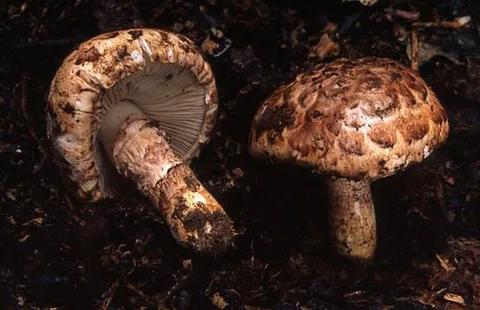 Amanita codinae — foto de estudio (proxy same-origin)