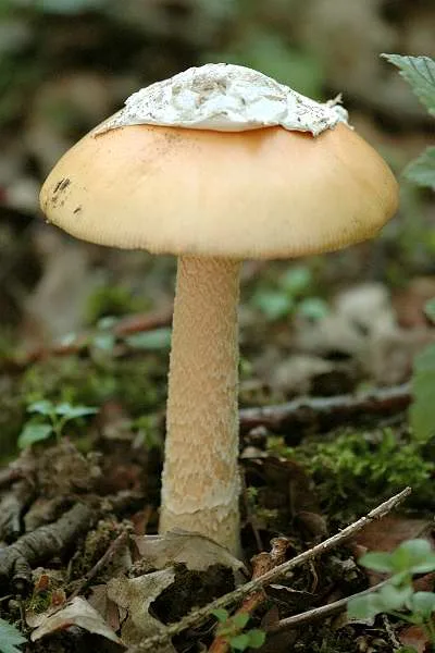 Amanita crocea (Amanita anaranjada) — ficha de estudio