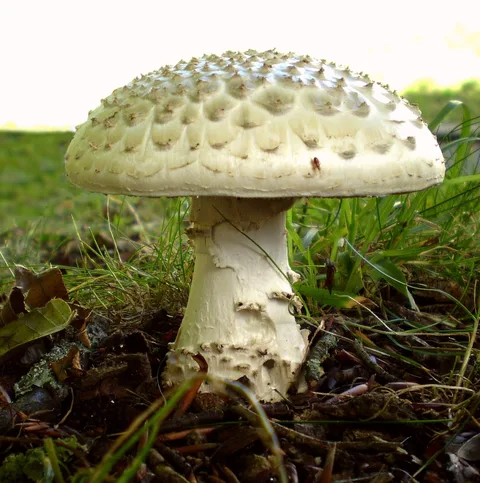 Amanita echinocephala (Amanita erizada) — ficha de estudio