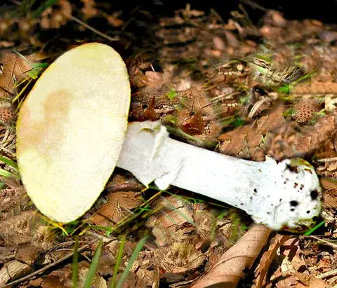 Amanita eliae (Amanita de Elías) — ficha de estudio