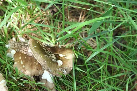 Amanita excelsa — ficha de estudio