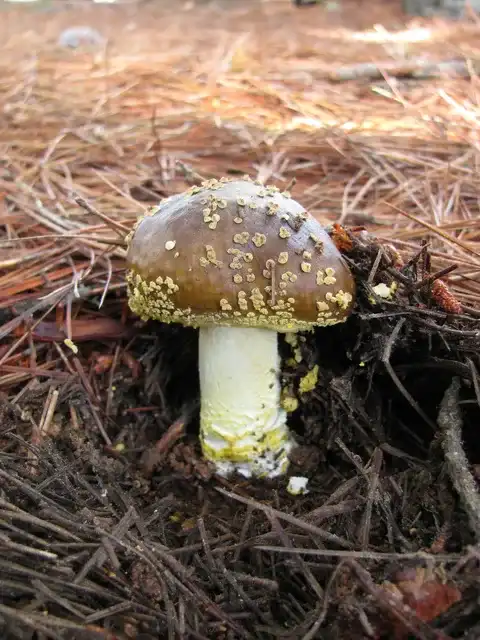 Amanita franchetii (Amanita de Franchet) — ficha de estudio