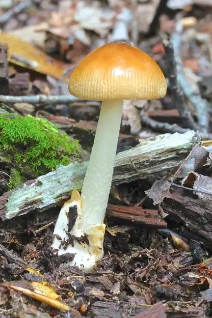 Confundible con Amanita fulva (Amanita fulva) — foto de estudio comparativa. Solo orientación.