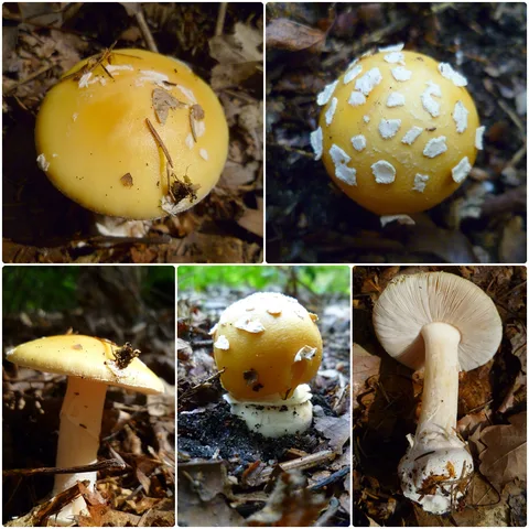 Amanita gemmata — foto de estudio (proxy same-origin)