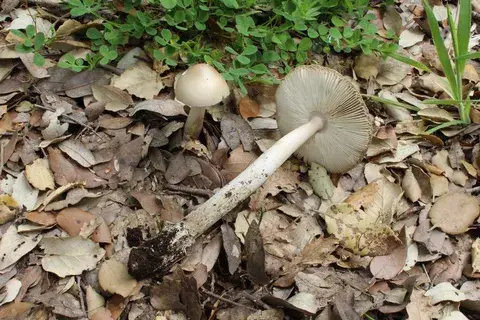 Amanita lividopallescens — ficha de estudio