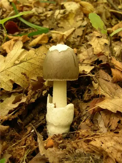 Amanita mairei (Amanita de Maire) — ficha de estudio