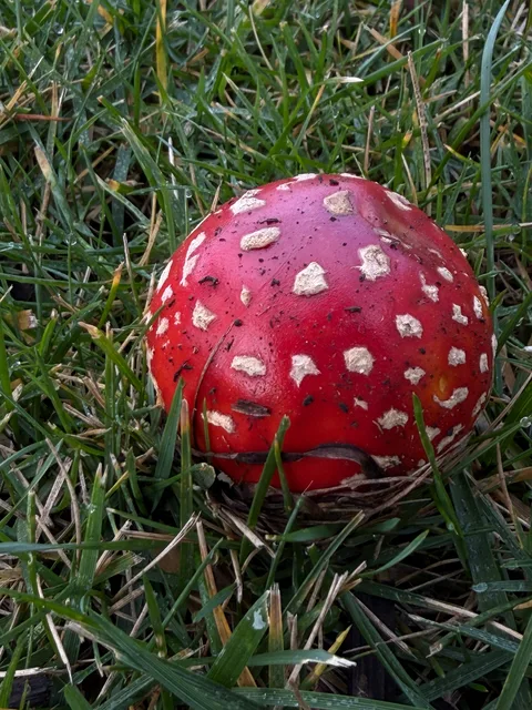 Amanita muscaria — foto de estudio (proxy same-origin)