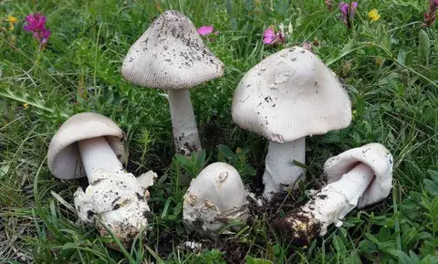 Amanita nivalis (amanita nival) — ficha de estudio