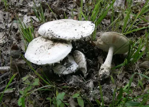 Confundible con Amanita ovoidea (Oronja blanca) — foto de estudio comparativa. Solo orientación.