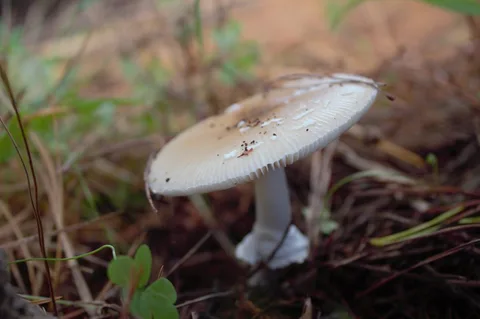 Amanita pantherina — foto de estudio (proxy same-origin)