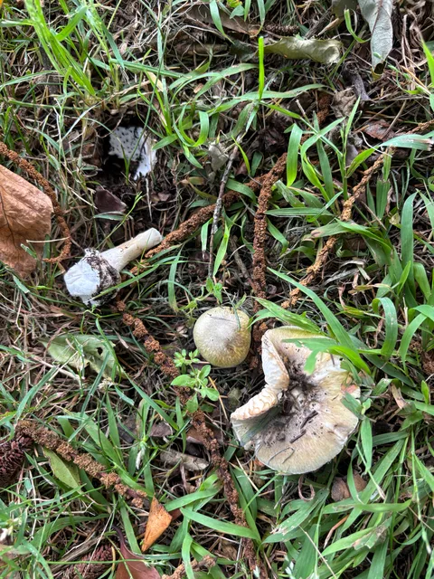 Amanita phalloides — foto de estudio (proxy same-origin)