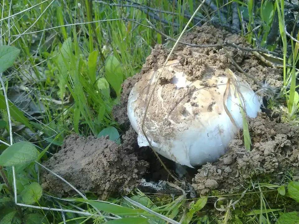 Fotografía de referencia de Amanita ponderosa para la guía Setas de Andalucía: gurumelos, dehesas y primavera — guía de estudio