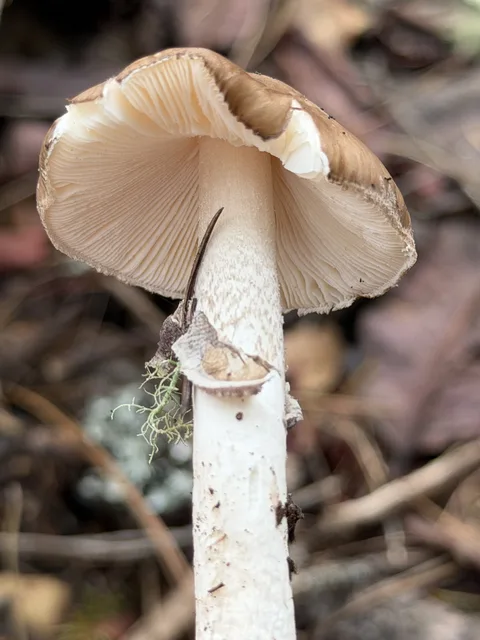 Amanita porphyria — ficha de estudio