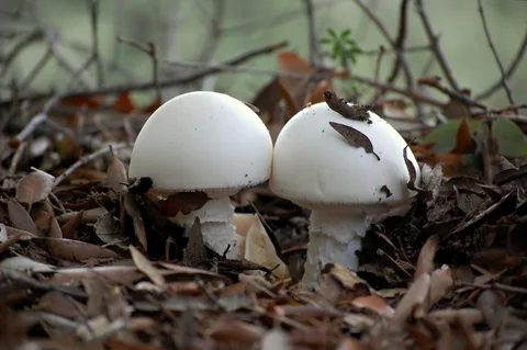 Amanita proxima — foto de estudio (proxy same-origin)