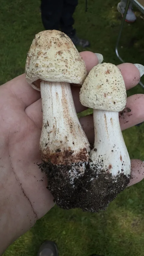 Amanita rubescens — foto de estudio (proxy same-origin)