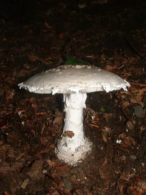 Amanita strobiliformis (Amanita piñonera) — ficha de estudio