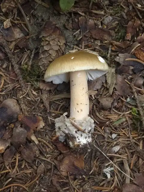 Amanita submembranacea — ficha de estudio